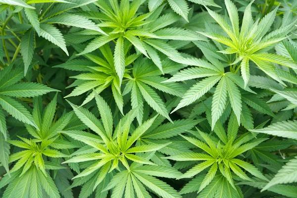 How First-Time Shoppers Can Choose Hemp Products With Confidence